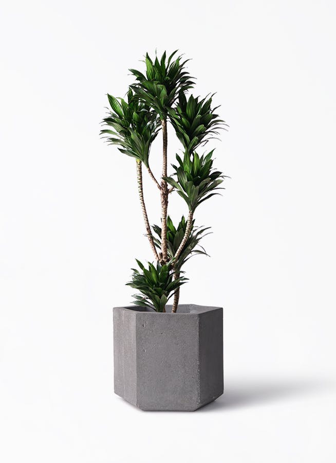 ドラセナ コンパクター 8号 | 観葉植物通販HitoHana(ひとはな)