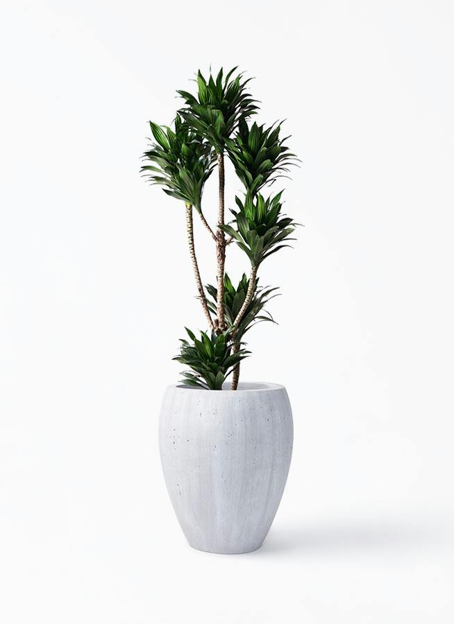ドラセナ 8号 | 観葉植物の通販ならHitoHana（ひとはな）