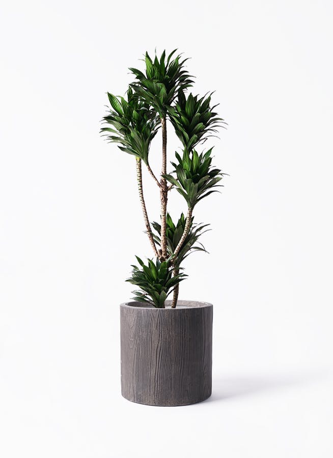 観葉植物 ドラセナ コンパクター 8号 アルファ シリンダープランター