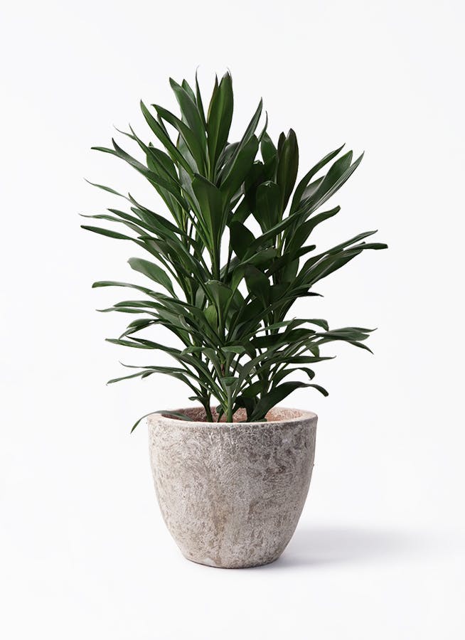 ドラセナ グローカル 8号 | 観葉植物通販HitoHana(ひとはな)