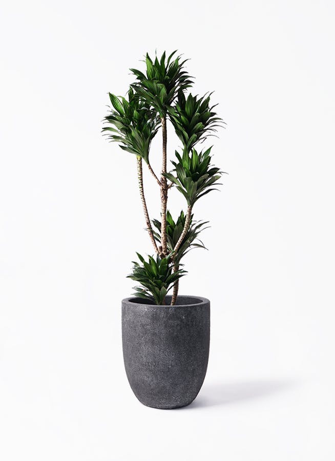 ドラセナ コンパクター 8号 | 観葉植物通販HitoHana(ひとはな)