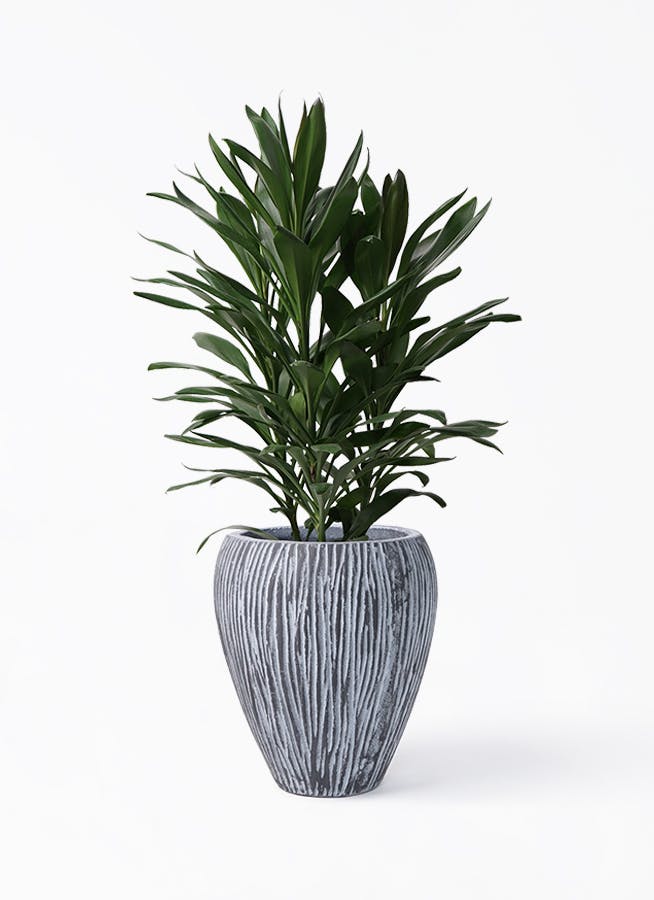 ドラセナ グローカル | 観葉植物通販HitoHana(ひとはな)