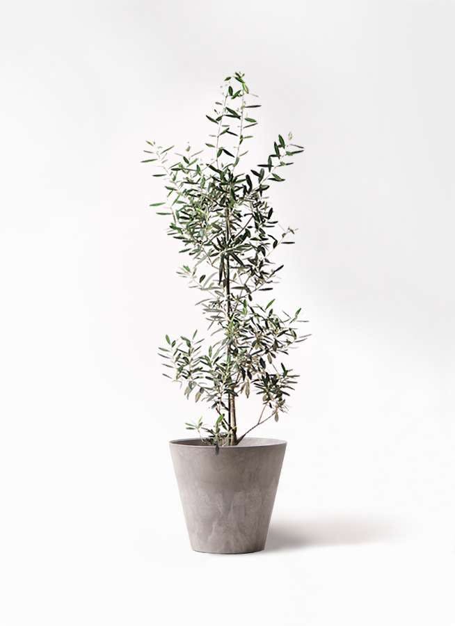 観葉植物 オリーブの木 8号 チプレッシーノ アートストーン ラウンド グレー 付き