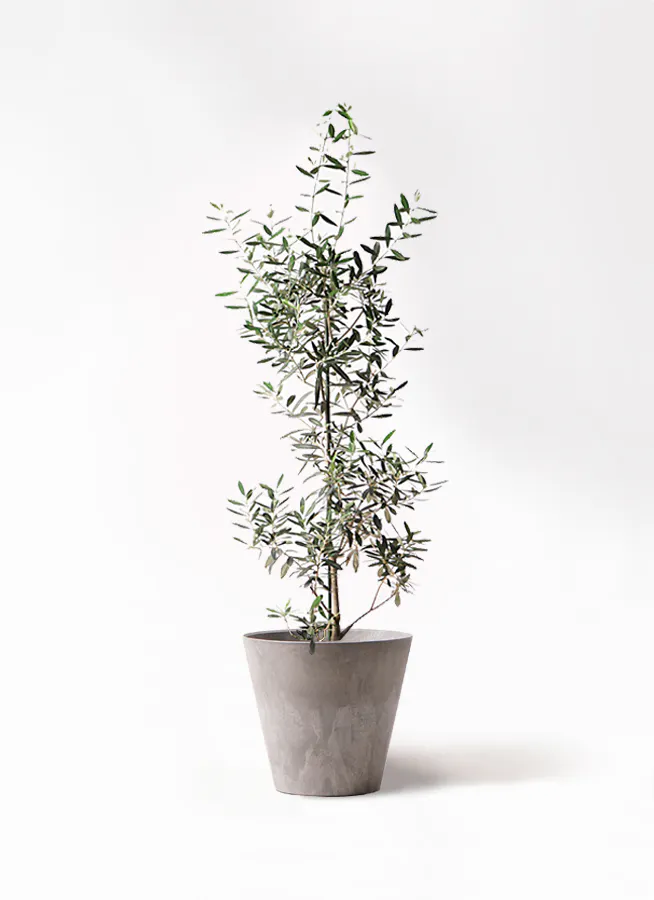 観葉植物 オリーブ 8号 創樹 アートストーン ラウンド グレー 付き 