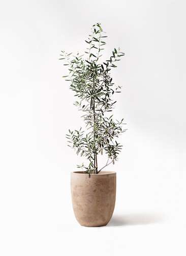 観葉植物 オリーブの木 8号 チプレッシーノ ルーガ アンティコ アルトエッグ 付き