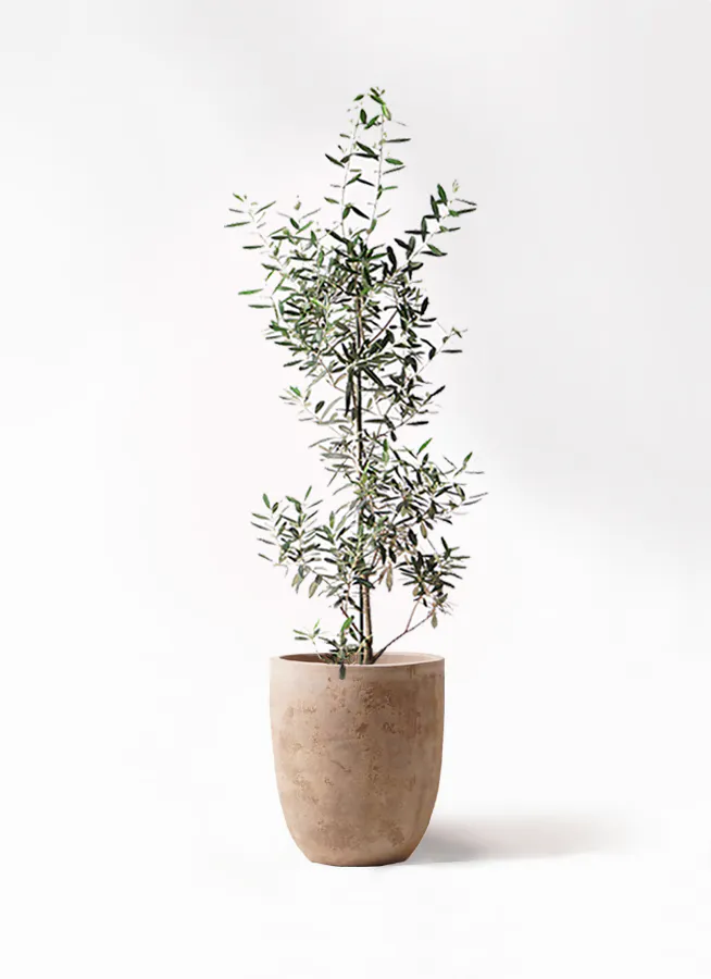 オリーブの木,植物/観葉植物 競り シプレッシーノ『特大、綺麗な樹形 