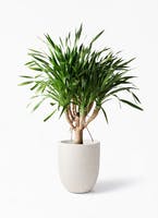 珍しい観葉植物ドラセナ パラオの育て方！ | ひとはなノート