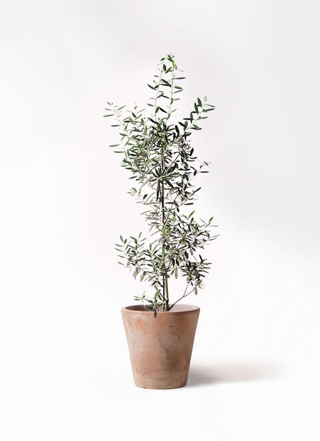 観葉植物 オリーブの木 8号 チプレッシーノ ルーガ アンティコ ソリッド 付き