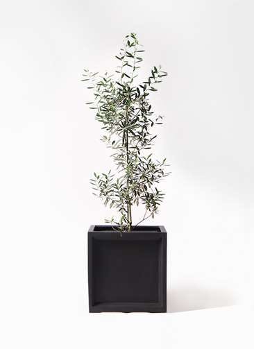 観葉植物 オリーブの木 8号 チプレッシーノ ブリティッシュキューブ 付き