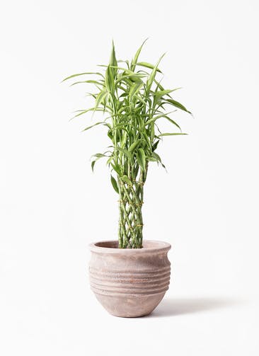 観葉植物 ドラセナ ミリオンバンブー（幸運の竹） 8号 テラアストラ リゲル 赤茶色 付き