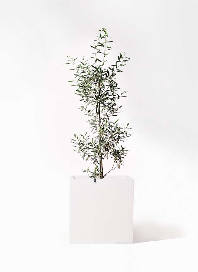 観葉植物 オリーブの木 8号 チプレッシーノ バスク キューブ 付き