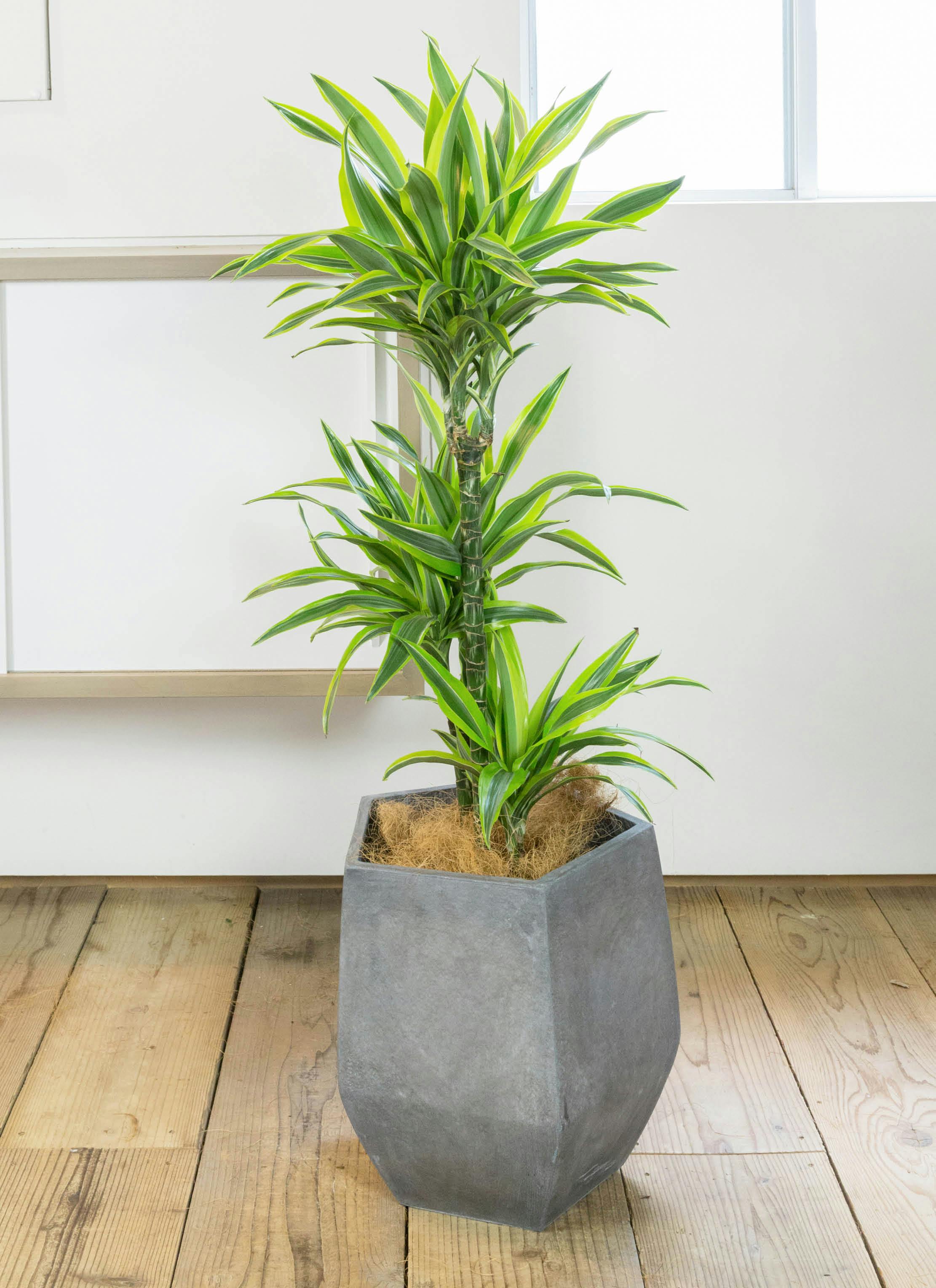 ドラセナ ワーネッキー レモンライム ファイバー鉢 お皿付き ドラセナ ワーネッキーレモンライム ファイバー鉢 お皿付き 観葉