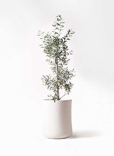 観葉植物 オリーブの木 8号 チプレッシーノ バスク ミドル ホワイト 付き