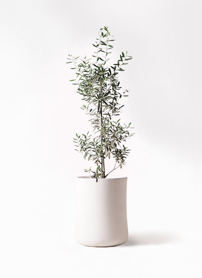 オリーブの木 チプレッシーノ | 観葉植物 | 送料無料でお届け
