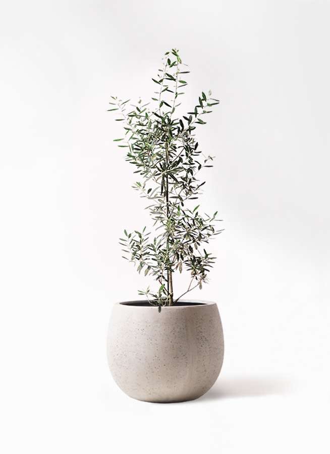 観葉植物 オリーブの木 8号 チプレッシーノ テラニアス ローバルーン アンティークホワイト 付き