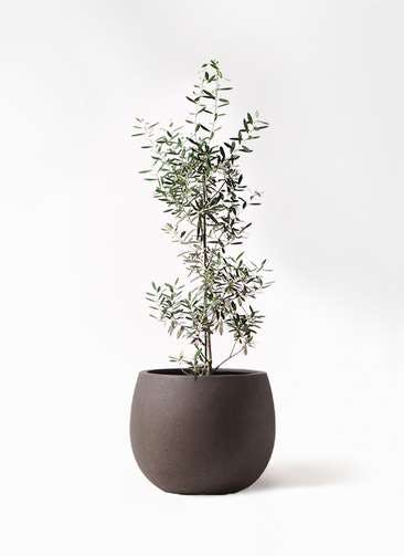 観葉植物 オリーブの木 8号 チプレッシーノ テラニアス ローバルーン アンティークブラウン 付き
