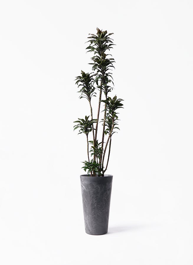 観葉植物 ドラセナ パープルコンパクタ 8号 アートストーン トールラウンド ブラック 付き