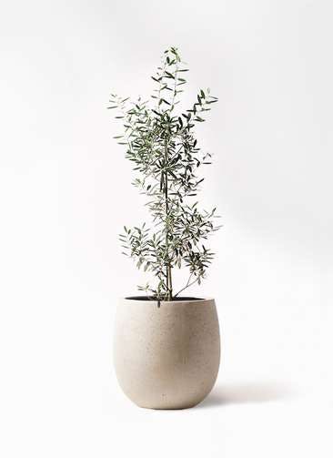 観葉植物 オリーブの木 8号 チプレッシーノ テラニアス バルーン アンティークホワイト 付き