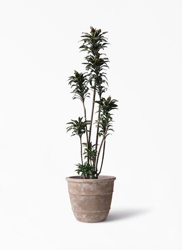 観葉植物 ドラセナ パープルコンパクタ 8号 テラアストラ シリウス 付き