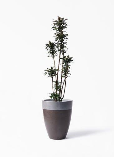 観葉植物 ドラセナ パープルコンパクタ 8号 ファイバーストーン カプリ マッドブラウン 付き
