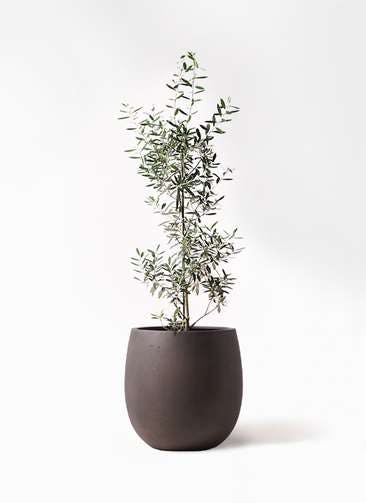 観葉植物 オリーブの木 8号 チプレッシーノ テラニアス バルーン アンティークブラウン 付き