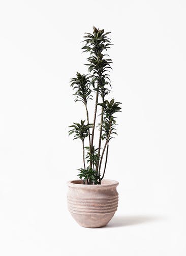 観葉植物 ドラセナ パープルコンパクタ 8号 テラアストラ リゲル 赤茶色 付き