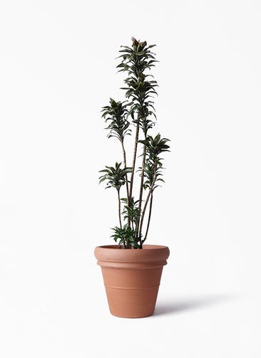 観葉植物 ドラセナ パープルコンパクタ 8号 トスカーナ リムポット 付き