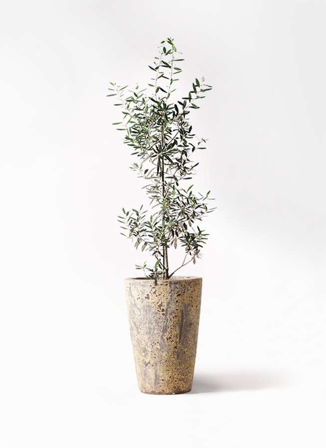 観葉植物 オリーブの木 8号 チプレッシーノ アトランティス クルーシブル 付き