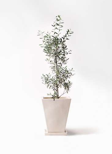観葉植物 オリーブの木 8号 チプレッシーノ スクエアハット 白 付き