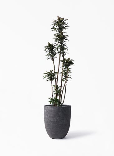 観葉植物 ドラセナ パープルコンパクタ 8号 ビアスアルトエッグ ブラック 付き