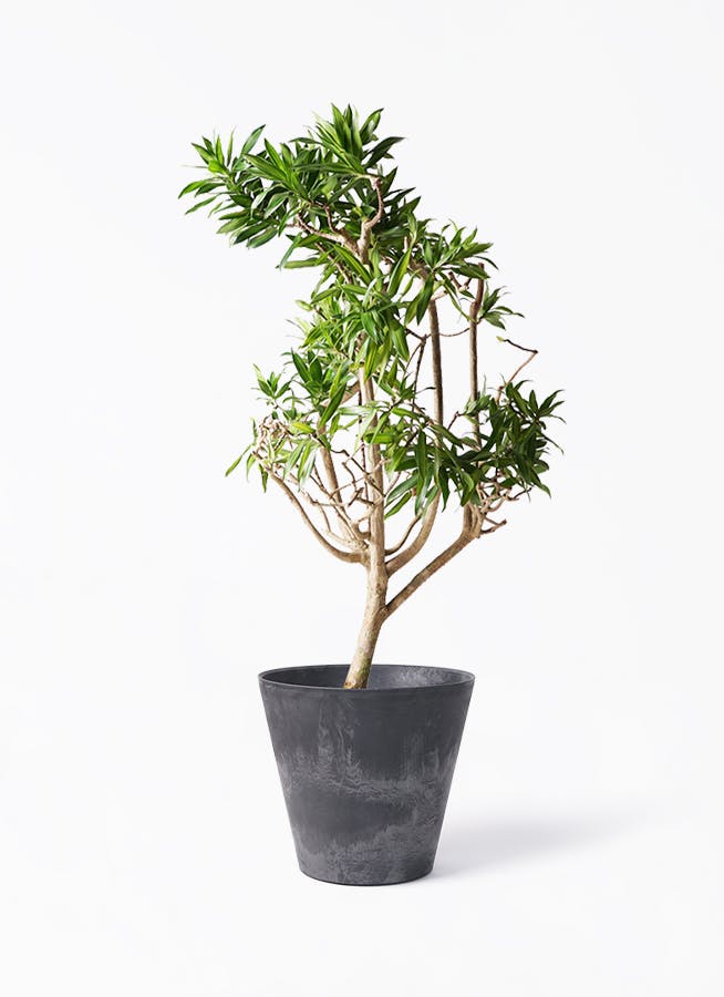 ドラセナ ソング オブ ジャマイカ | 観葉植物 | インテリアやギフトに