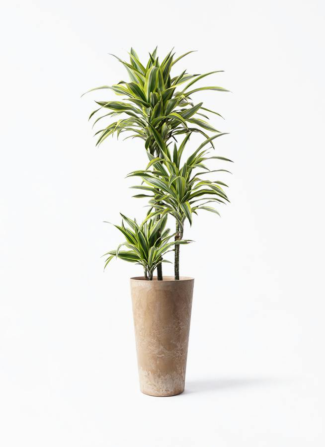 ドラセナ ワーネッキー レモンライム 8号 | 観葉植物 | インテリアや