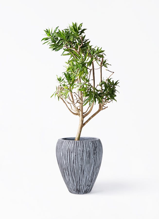 観葉植物 約180cm ドラセナ・ジャマイカ 楽天市場】観葉植物 ドラセナ ソングオブジャマイカ 180 : 花右衛門