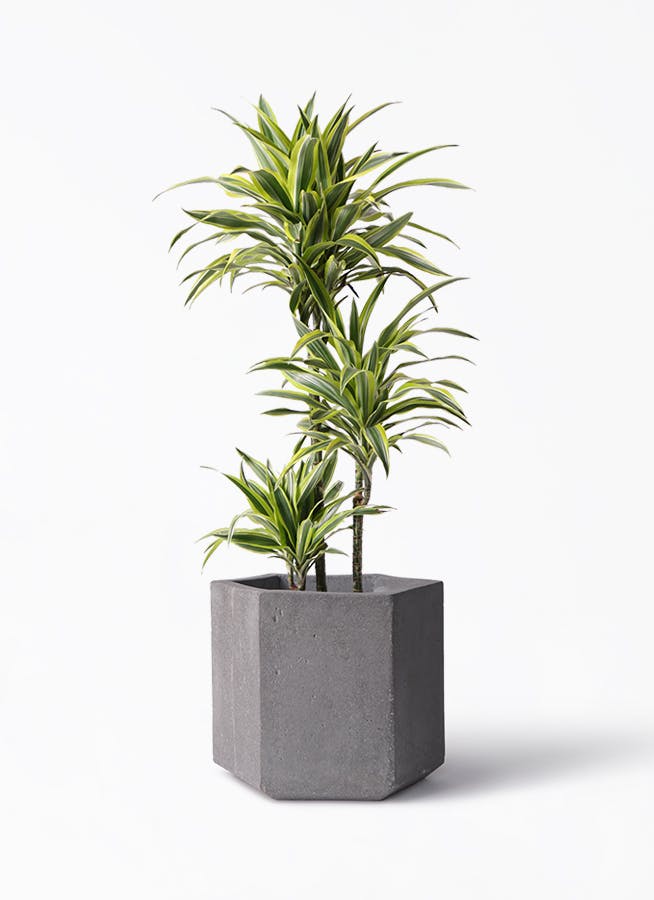 ドラセナ ワーネッキー レモンライム 8号 | 観葉植物 | インテリアや