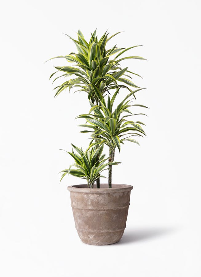 観葉植物 ドラセナ ワーネッキー レモンライム 8号 テラアストラ シリウス 付き 観葉植物ならhitohana ひとはな 観葉植物 ドラセナ ワーネッキー レモンライム 8号 テラアストラ シリウス 付き 観葉植物ならhitohana ひとはな