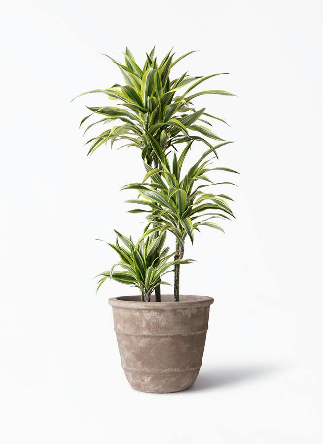 ドラセナ ワーネッキー レモンライム 8号 | 観葉植物 | インテリアや