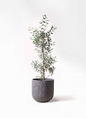 観葉植物 オリーブの木 8号 チプレッシーノ カルディナダークグレイ 付き