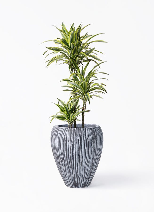 ドラセナ ワーネッキーレモンライム　1 観葉植物）ドラセナ ワーネッキー レモンライム 4号（1鉢