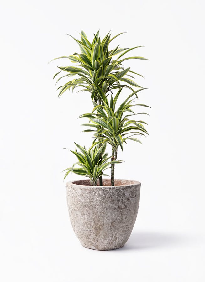 ドラセナ ワーネッキー レモンライム 8号 | 観葉植物 | インテリアや