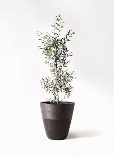 観葉植物 オリーブの木 8号 チプレッシーノ ジュピター 黒 付き