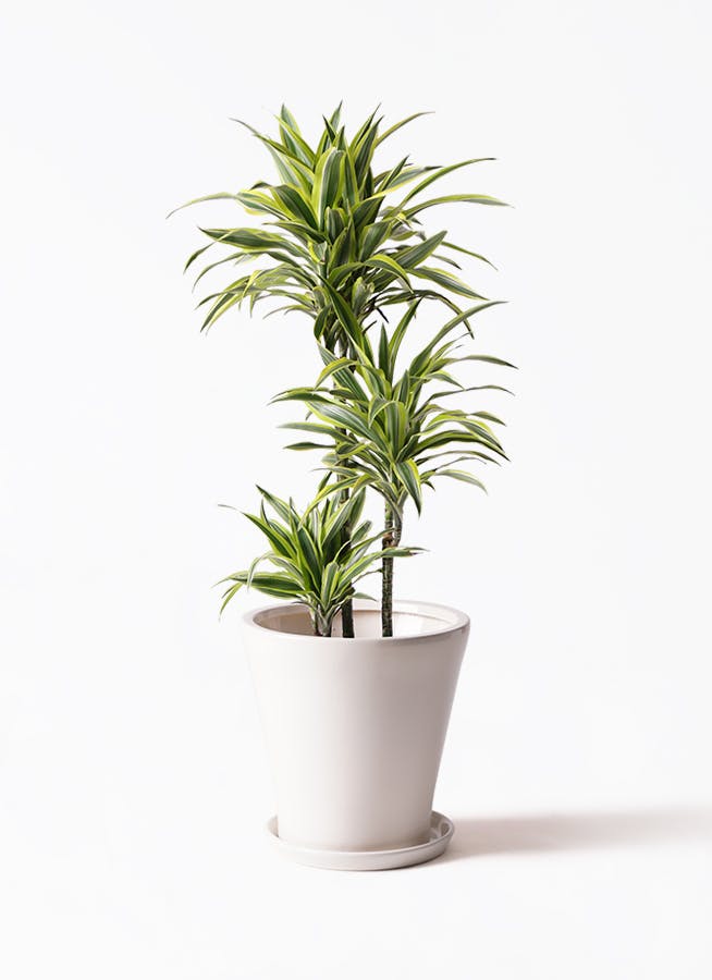 観葉植物 ガジュマル 8号 パンダ 朴仕立て サブリナ 白 付き