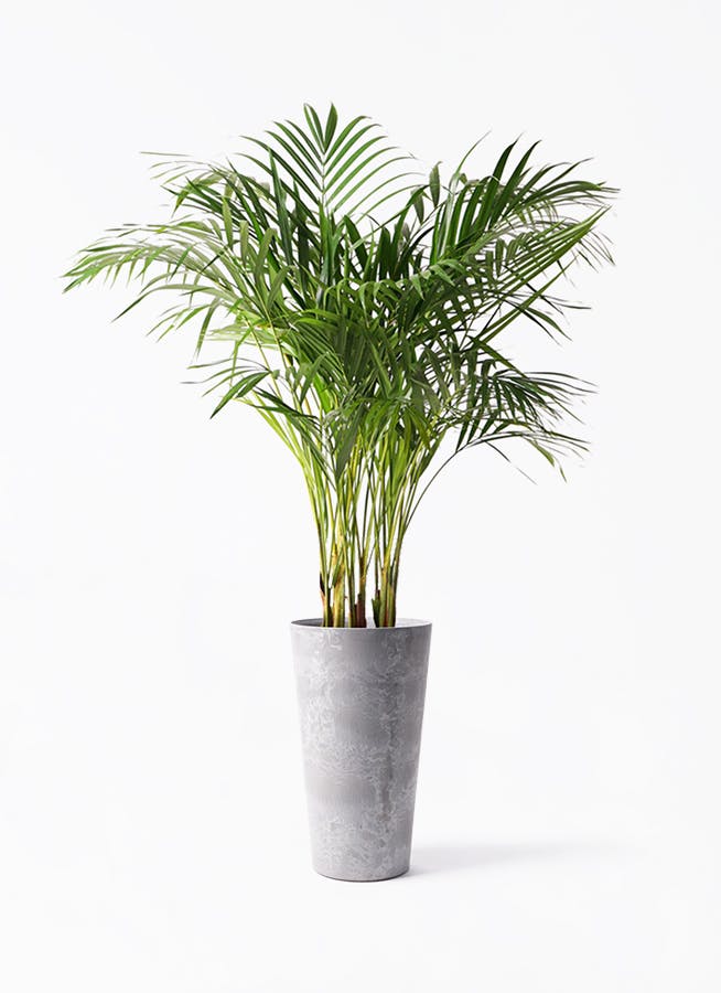 アレカヤシ 8号 | 観葉植物 | インテリアやギフトに - Hitohana