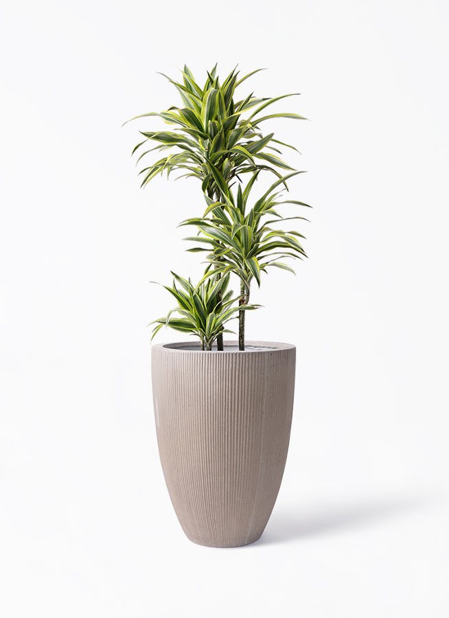 ドラセナ ワーネッキー レモンライム 8号 | 観葉植物 | インテリアや