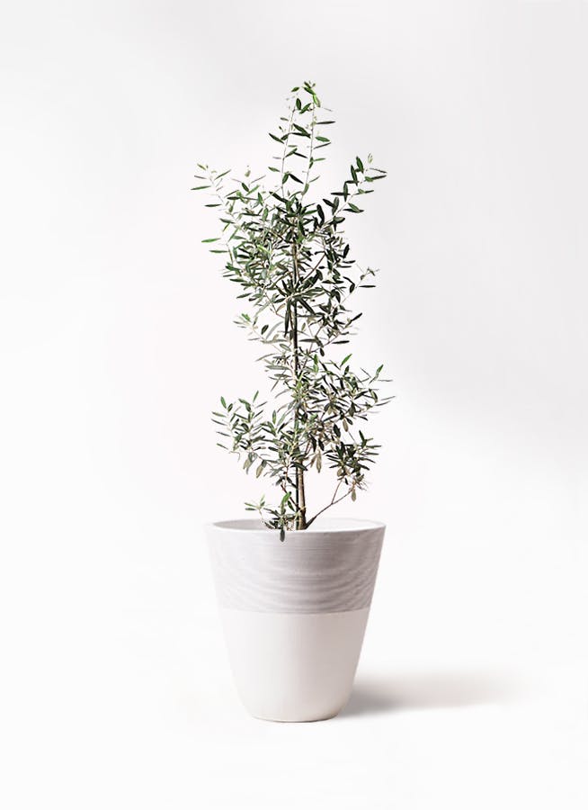 オリーブ　ホワイト　8号　140cm　NO.135　一点物　希少品種　観葉植物その他観葉植物