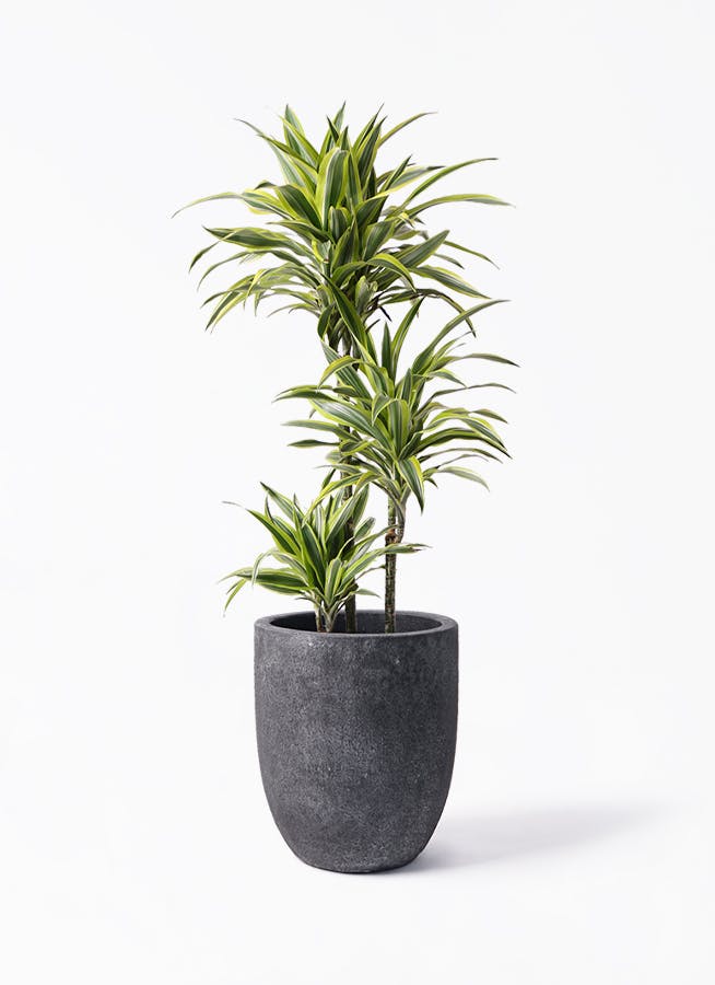 ドラセナ レモンライム8号良品❗ ドラセナ ワーネッキー レモンライム 8号 | 観葉植物 | インテリアや