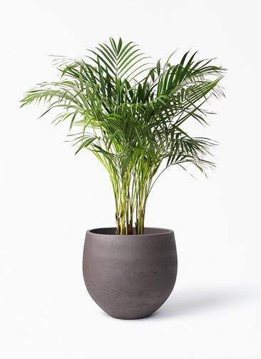 アレカヤシ 観葉植物通販hitohana ひとはな アレカヤシ 観葉植物通販hitohana ひとはな