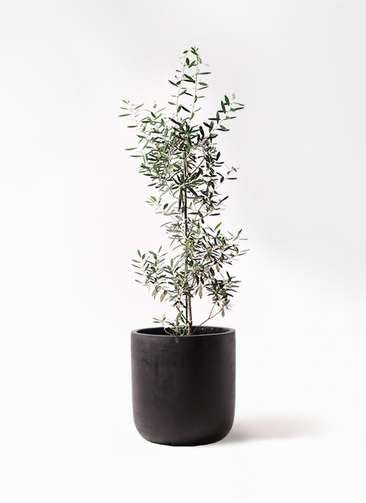 観葉植物 オリーブの木 8号 チプレッシーノ エルバ 黒 付き