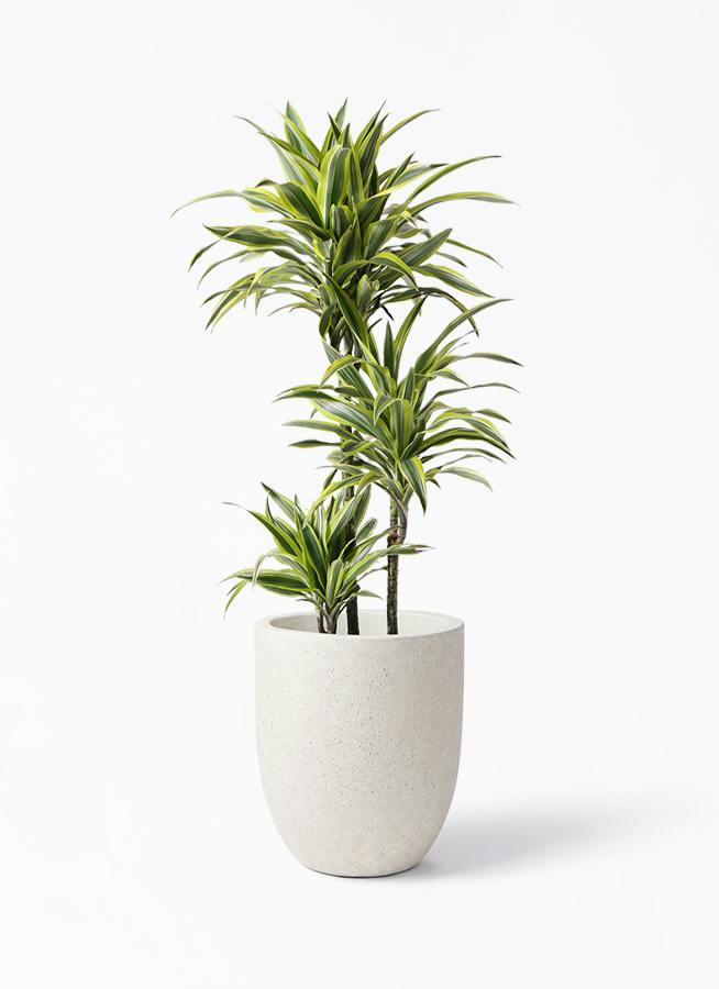 ドラセナ ワーネッキー レモンライム 8号 | 観葉植物 | インテリアや