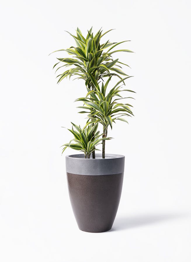 希少　ドラセナ　ワーネッキーレモンサプライズ　陶器鉢　植え込み発送 希少 ドラセナ ワーネッキーレモンサプライズ 陶器鉢 植え込み発送