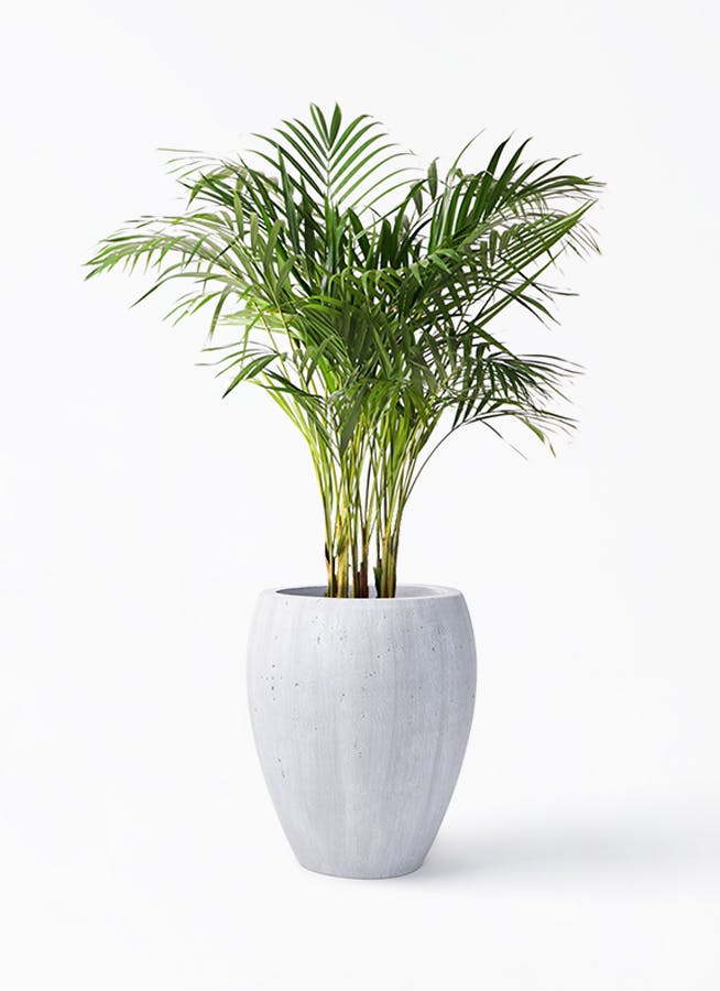 アレカヤシ 8号 | 観葉植物 | インテリアやギフトに - Hitohana（ひと